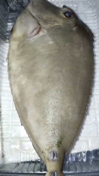 soran fish